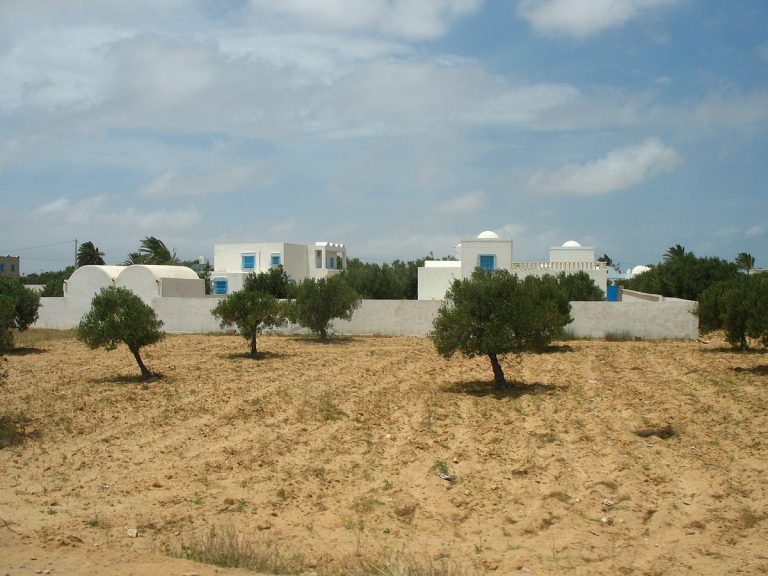 Les oliviers de Djerba et les oasis de montagne de Tamerza au sud Tunisie. Le problème crucial de l’eau suscite une prise de conscience. La Tunisie est l’un des pays de la zone Afrique du Nord-Moyen-Orient aux plus faibles ressources en eau. Les agriculteurs s’organisent pour mieux utiliser l’eau, tandis qu’un ingénieur agronome a mis au point un procédé d’irrigation dont il rêve d’équiper une partie des 80 millions d’oliviers du pays