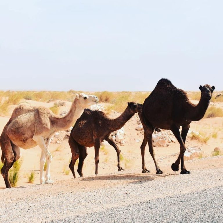 Sahara désert ksar Ghilan Réservation pas cher Tunisie Réservation hôtel pas cher Tunisie Réservation maison d’hôte Tunisie Réservation pas cher maison d’hôte Réservations devis hôtel sud Tunisie Sahara Maison d’hôte sud Tunisie Hôtel sud Tunisie Sahara Tunisie Tozeur douz Djerba tatwine Sousse Hammamet Tunis e Tunisie Pendant la traversée de la région, vous pourrez continuer d’admirer le désert et au hasard sur la route, vous découvrirez troupeaux de dromadaires en liberté et petites fleurs sauvages. Même dans un milieu aussi hostile que le désert, la vie s’accroche, se développe et vous émerveille