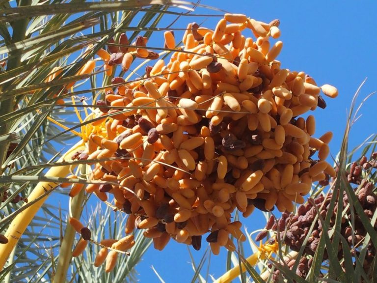 sud tunisie tozeur douz