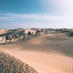 Randonnée à dos des dromadaires 🐪 🐪 🐪 dans le désert tunisien 🇹🇳 Depuis Douz au sud de la Tunisie, vous partirez en meharée dans le désert, accompagnés de vos chameliers et les dromadaires. En totale autonomie, en itinérance, vous allez expérimenter la vie nomade dans ce désert mythique. Le temps d'une méharée (randonnée chamelière) : silence, nature, invitation à la simplicité, vous tirez de nombreux enseignements de cette aventure en famille ou entre amis.