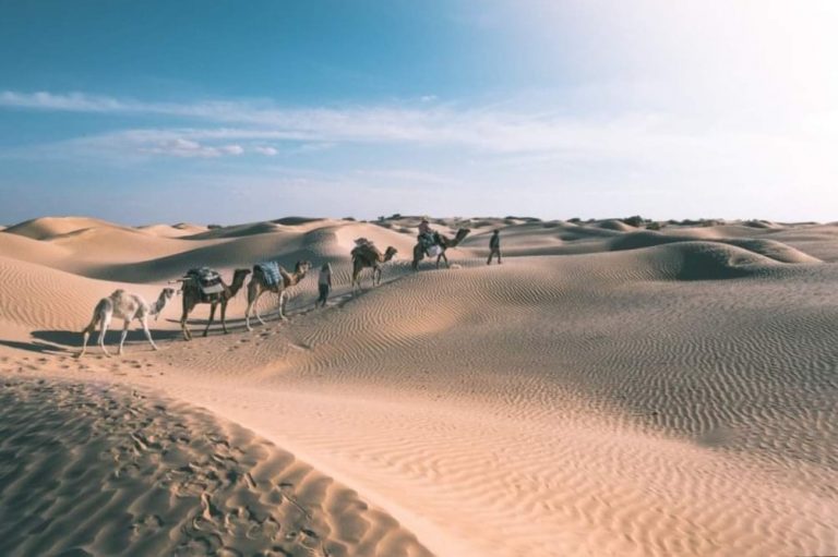 Randonnée à dos des dromadaires 🐪 🐪 🐪 dans le désert tunisien 🇹🇳 Depuis Douz au sud de la Tunisie, vous partirez en meharée dans le désert, accompagnés de vos chameliers et les dromadaires. En totale autonomie, en itinérance, vous allez expérimenter la vie nomade dans ce désert mythique. Le temps d'une méharée (randonnée chamelière) : silence, nature, invitation à la simplicité, vous tirez de nombreux enseignements de cette aventure en famille ou entre amis.