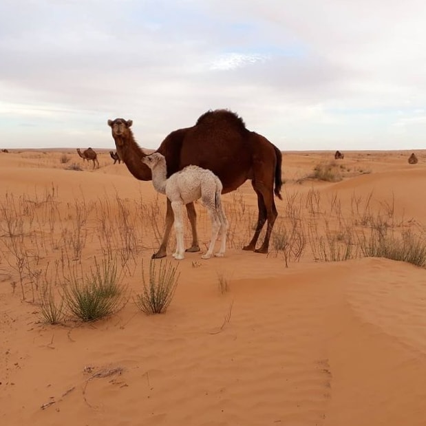 Tozeur sud Tunisie