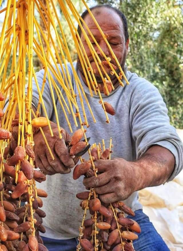 L'ambiance de la récolte des dattes sud tunisien