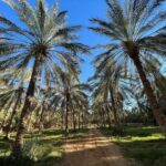 Excursion de 2 jours à désert de Ksar Ghilane Tunisie avec une nuit sous la tente Des paysages magnifiques et des moments inoubliables ! Plus des renseignements www.sudtunisie.com Ruines du fort romain de Tisavar. ... Ksar Ghilane Sahara désert Tunisie