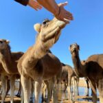 Belle rencontre Un troupeau de dromadaires près d'une source d'eau chaude qui jaillit dans le désert Sahara désert Ksar Ghilane sud Tunisie