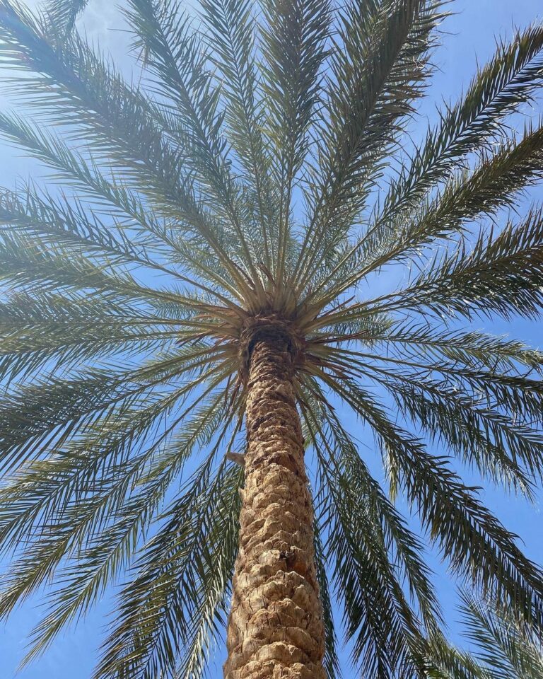 Visite une journée désert Ksar Ghilane sud tunisie Lieu particulièrement magnifique aux portes du désert saharien. La promenade en dromadaire est surprenante de part le silence qui règne dans ce lieu. La promenade en quad riche en émotions. La baignade dans la source d'eau chaude est incontournable.