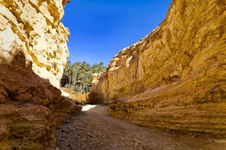 Tamaghza Golden Canyon sud Tunisie  La vallée dorée de Tamaghza est située dans l'état de Tozeur sud tunisien et près de la frontière algérienne.C'est une vallée rocheuse au milieu du désert avec un temps chaud, et une oasis de montagne décorée de palmiers, de vallées et de sources d'eau étonnantes qui lui donnent une élégance particulière et une atmosphère rafraîchissante, qui montre une nature pleine de surprises, et des scènes ont été tournées dans cette vallée éblouissante.