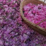 Un marché pas comme les autres  Marché aux roses de Kairouan  Rien ne vaut une belle balade olfactive dans le marché des fleurs dans l'ancienne médina de Kairouan sud Tunisien. Une odeur agréable exaltant des parfums de roses, des fleurs de bigaradier de feuilles de géranium de menthe et de verveine vous empêche en effet de quitter ce lieu multicolore et parfumé.