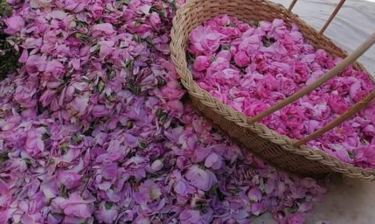 Un marché pas comme les autres  Marché aux roses de Kairouan  Rien ne vaut une belle balade olfactive dans le marché des fleurs dans l'ancienne médina de Kairouan sud Tunisien. Une odeur agréable exaltant des parfums de roses, des fleurs de bigaradier de feuilles de géranium de menthe et de verveine vous empêche en effet de quitter ce lieu multicolore et parfumé.