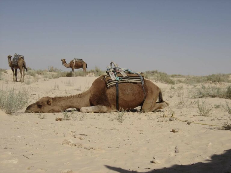 Sud Tunisien