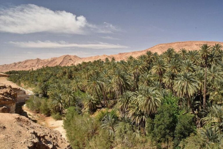 asis de montagne Tamerza Tozeur  sud Tunisie