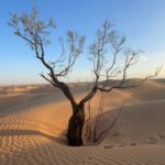 Excellent !! Une nuit extraordinaire en plein milieu de désert sud Tunisie, avec un bon confort ! Un dîner et un petit déjeuner au top . . Très bon et le service très rapide et efficace . Des personnels très gentils et avenants. A faire absolument !!!! Une vue , un paysage … (Wow le paysage est très beau) Vraiment magnifique, un couché du soleil , et un lever du soleil au milieu du désert sans doute un des plus beaux que vous pouvez le voir.