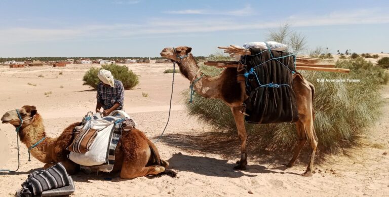 Départ pour une Méharée Sud  Tunisie Méharée dans le désert de Tunisie, un trek hors du temps ... Vous vivez à la manière des Nomades, une expérience de retour aux sources inoubliables.