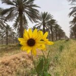 Balade dans la palmeraie de Douz  sud Tunisie 