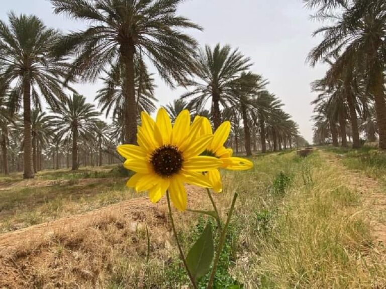 Balade dans la palmeraie de Douz  sud Tunisie 