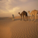 Excursion Douz : À la découverte des portes du désert tunisien Bienvenue dans notre guide complet sur l'excursion Douz, une aventure unique à la découverte des portes du désert tunisien. Si vous rêvez de vastes étendues de sable doré, de dunes à perte de vue et d'une expérience hors du commun, alors cette escapade est faite pour vous ! Nous vous emmènerons dans un voyage inoubliable à travers les paysages envoûtants de Douz, une destination qui vous fera vivre des moments magiques. Douz, la porte du Sahara Notre périple commence par la découverte de Douz, une oasis légendaire située aux confins du désert tunisien. Surnommée "la porte du Sahara", cette ville vous plongera immédiatement dans l'ambiance mystique du désert. Entourée de dunes majestueuses et de palmiers verdoyants, Douz offre un spectacle naturel à couper le souffle. Aventure en quad dans les dunes Pour les amateurs de sensations fortes, une excursion en quad dans les dunes est incontournable ! Montez à bord de votre engin tout-terrain et parcourez les collines de sable à vive allure. Les amateurs d'aventure seront comblés par cette expérience palpitante, tandis qu'ils se fondent dans le paysage désertique. La magie du coucher de soleil Le désert de Douz est également réputé pour ses couchers de soleil spectaculaires. Imaginez-vous en haut d'une dune, observant le soleil qui se couche lentement à l'horizon, baignant le paysage dans une lumière dorée. C'est un moment magique à ne pas manquer, qui vous laissera des souvenirs impérissables. À dos de dromadaire dans le Sahara Pour une immersion totale dans l'ambiance du désert, rien de mieux qu'une balade à dos de dromadaire. Accompagné d'un guide expérimenté, vous partirez à l'aventure dans les dunes, vivant ainsi une expérience à la fois authentique et apaisante. Laissez-vous porter par le rythme paisible du dromadaire et appréciez la beauté saisissante du Sahara. Conseils pratiques pour une excursion réussie Protection solaire : En raison du soleil intense du désert, n'oubliez pas de vous protéger avec un chapeau, des lunettes de soleil et de la crème solaire. Hydratation : Assurez-vous de toujours avoir de l'eau à portée de main pour vous hydrater régulièrement pendant l'excursion. Tenue adaptée : Portez des vêtements amples et légers pour vous sentir à l'aise dans le climat désertique. L'excursion Douz est une véritable invitation à vivre l'aventure et à se laisser émerveiller par les paysages grandioses du désert tunisien. De l'exploration en quad à la balade à dos de dromadaire, chaque moment de cette escapade vous transportera dans un univers à part. Les couchers de soleil magiques et les dunes infinies vous feront vivre des instants inoubliables. Alors, prêt à vous envoler vers l'horizon infini du désert ? Partez à l'aventure à Douz et découvrez la beauté envoûtante des portes du Sahara tunisien. Une chose est certaine, cette excursion sera un véritable voyage au-delà des frontières de l'ordinaire.