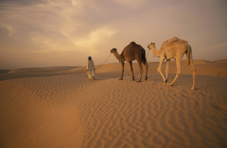 Excursion Douz : À la découverte des portes du désert tunisien Bienvenue dans notre guide complet sur l'excursion Douz, une aventure unique à la découverte des portes du désert tunisien. Si vous rêvez de vastes étendues de sable doré, de dunes à perte de vue et d'une expérience hors du commun, alors cette escapade est faite pour vous ! Nous vous emmènerons dans un voyage inoubliable à travers les paysages envoûtants de Douz, une destination qui vous fera vivre des moments magiques. Douz, la porte du Sahara Notre périple commence par la découverte de Douz, une oasis légendaire située aux confins du désert tunisien. Surnommée "la porte du Sahara", cette ville vous plongera immédiatement dans l'ambiance mystique du désert. Entourée de dunes majestueuses et de palmiers verdoyants, Douz offre un spectacle naturel à couper le souffle. Aventure en quad dans les dunes Pour les amateurs de sensations fortes, une excursion en quad dans les dunes est incontournable ! Montez à bord de votre engin tout-terrain et parcourez les collines de sable à vive allure. Les amateurs d'aventure seront comblés par cette expérience palpitante, tandis qu'ils se fondent dans le paysage désertique. La magie du coucher de soleil Le désert de Douz est également réputé pour ses couchers de soleil spectaculaires. Imaginez-vous en haut d'une dune, observant le soleil qui se couche lentement à l'horizon, baignant le paysage dans une lumière dorée. C'est un moment magique à ne pas manquer, qui vous laissera des souvenirs impérissables. À dos de dromadaire dans le Sahara Pour une immersion totale dans l'ambiance du désert, rien de mieux qu'une balade à dos de dromadaire. Accompagné d'un guide expérimenté, vous partirez à l'aventure dans les dunes, vivant ainsi une expérience à la fois authentique et apaisante. Laissez-vous porter par le rythme paisible du dromadaire et appréciez la beauté saisissante du Sahara. Conseils pratiques pour une excursion réussie Protection solaire : En raison du soleil intense du désert, n'oubliez pas de vous protéger avec un chapeau, des lunettes de soleil et de la crème solaire. Hydratation : Assurez-vous de toujours avoir de l'eau à portée de main pour vous hydrater régulièrement pendant l'excursion. Tenue adaptée : Portez des vêtements amples et légers pour vous sentir à l'aise dans le climat désertique. L'excursion Douz est une véritable invitation à vivre l'aventure et à se laisser émerveiller par les paysages grandioses du désert tunisien. De l'exploration en quad à la balade à dos de dromadaire, chaque moment de cette escapade vous transportera dans un univers à part. Les couchers de soleil magiques et les dunes infinies vous feront vivre des instants inoubliables. Alors, prêt à vous envoler vers l'horizon infini du désert ? Partez à l'aventure à Douz et découvrez la beauté envoûtante des portes du Sahara tunisien. Une chose est certaine, cette excursion sera un véritable voyage au-delà des frontières de l'ordinaire.