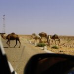 Excursion Sud Tunisie pas cher : Vivez l'aventure ultime du voyage au Sahara Si vous êtes à la recherche d'une expérience de voyage extraordinaire, ne cherchez pas plus loin que l'excursion Sud Tunisie pas cher ! Le circuit Sud Tunisie est une aventure époustouflante qui vous emmènera à travers les paysages captivants du Sahara. C'est une opportunité en or de découvrir la richesse culturelle et naturelle de la région tout en restant dans les limites de votre budget. Si vous êtes à la recherche d'une expérience de voyage extraordinaire, ne cherchez pas plus loin que l'excursion Sud Tunisie pas cher ! Le circuit Sud Tunisie est une aventure époustouflante qui vous emmènera à travers les paysages captivants du Sahara. C'est une opportunité en or de découvrir la richesse culturelle et naturelle de la région tout en restant dans les limites de votre budget.