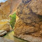 Visite de l'oasis de montagne Chebika Tozeur sud Tunisie À quelques kilomètres de Tozeur, Chebika est une verdoyante et rafraîchissante oasis de montagnes de gypses au cœur d'un espace désertique. L'ocre , le vert et le bleu se mêlent ici avec une harmonie incitant à la curiosité et au calme. N'hésitez pas à grimper... Une vue magnifique s'offrira alors à vous sur le Chott el-Jérid, l’oasis et les montagnes. Les ruines d'un vieux village abandonné tout simplement magnifique