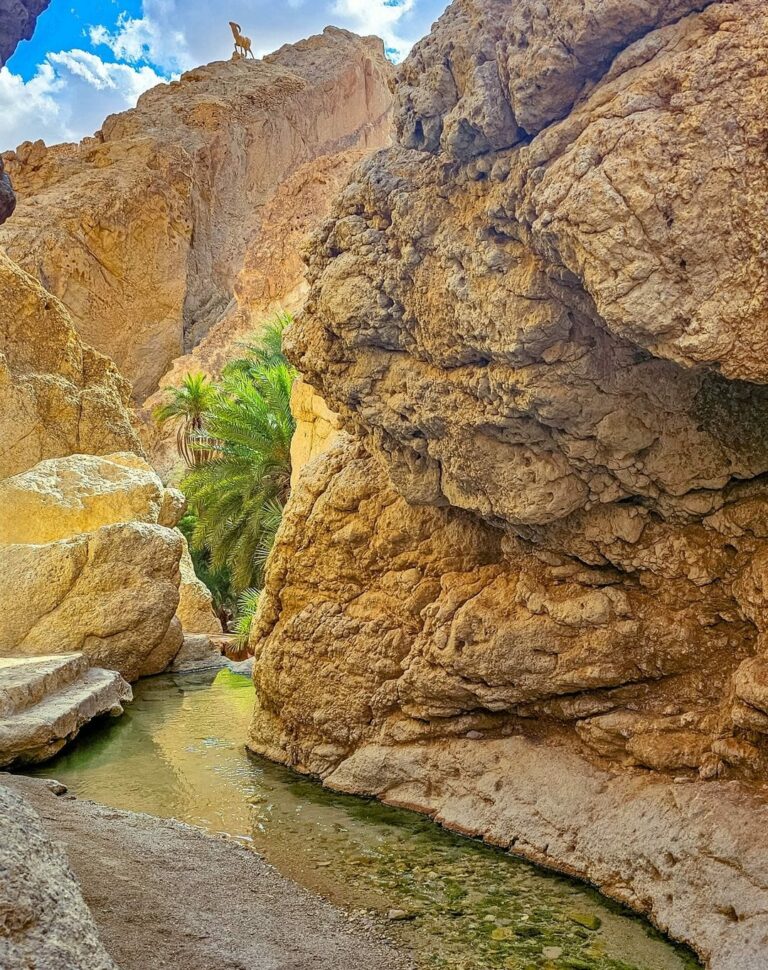 Visite de l'oasis de montagne Chebika Tozeur sud Tunisie À quelques kilomètres de Tozeur, Chebika est une verdoyante et rafraîchissante oasis de montagnes de gypses au cœur d'un espace désertique. L'ocre , le vert et le bleu se mêlent ici avec une harmonie incitant à la curiosité et au calme. N'hésitez pas à grimper... Une vue magnifique s'offrira alors à vous sur le Chott el-Jérid, l’oasis et les montagnes. Les ruines d'un vieux village abandonné tout simplement magnifique