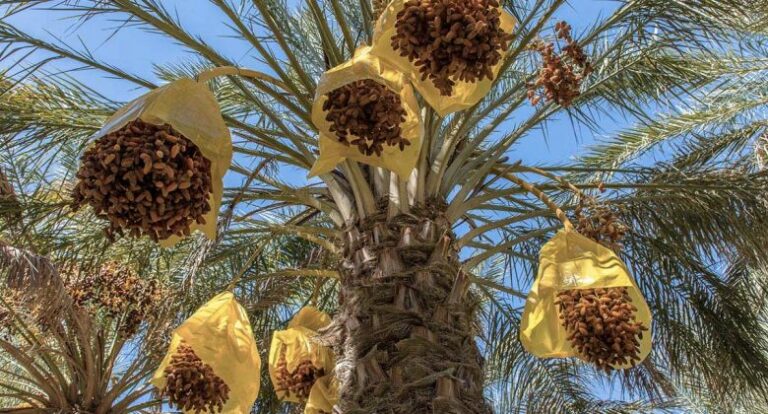 Comment aller au sud de la Tunisie ? Vous rêvez de vous échapper vers le soleil, le sable chaud et la mer bleue du sud de la Tunisie ? Vous n'êtes pas seul ! Cette région magnifique est une destination de rêve pour de nombreux voyageurs en quête de détente, de découvertes culturelles et d'aventures passionnantes. Dans cet article, nous allons vous guider pas à pas sur la meilleure façon de vous rendre au sud de la Tunisie, en vous donnant des conseils pratiques pour un voyage inoubliable.  Choisissez votre destination dans le sud de la Tunisie Le sud de la Tunisie regorge de lieux fascinants à explorer. Parmi les destinations les plus populaires, on retrouve : Djerba, l'île aux merveilles Djerba est une île enchanteresse située au sud-est de la Tunisie, réputée pour ses plages de sable fin, ses souks animés et son charme traditionnel. Pour vous rendre à Djerba, vous pouvez prendre un vol direct vers l'aéroport international de Djerba-Zarzis. Tozeur, l'oasis du désert Tozeur est une oasis pittoresque nichée au cœur du désert du Sahara. Avec ses palmeraies verdoyantes et ses maisons en briques d'argile, cette ville offre une expérience unique. Vous pouvez vous rendre à Tozeur en avion depuis Tunis ou en prenant un bus depuis d'autres grandes villes tunisiennes. Tataouine, pour les fans de Star Wars Si vous êtes un fan de Star Wars, vous ne pouvez pas manquer de visiter Tataouine, une région qui a servi de décor pour les films de la saga. Pour vous y rendre, prenez un bus ou louez une voiture depuis Tunis.  Profitez de votre séjour au sud de la Tunisie Une fois arrivé au sud de la Tunisie, préparez-vous à vivre des expériences uniques ! Découvertes culturelles Immergez-vous dans la richesse culturelle de la région en visitant ses souks animés, ses musées historiques et ses sites archéologiques fascinants. Aventures dans le désert Partez à dos de chameau à travers les dunes du Sahara, passez une nuit étoilée dans un campement berbère traditionnel et admirez les paysages à couper le souffle. Plaisirs balnéaires Profitez des magnifiques plages du sud de la Tunisie pour vous détendre, faire du snorkeling ou vous adonner à des sports nautiques excitants.