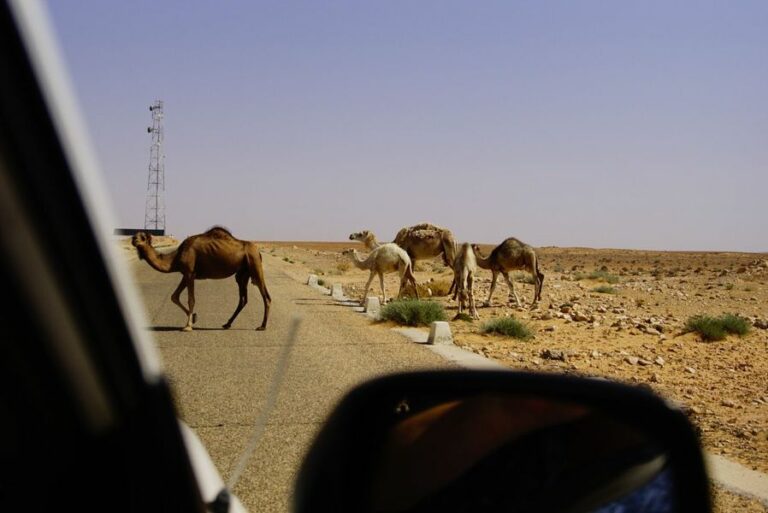 Excursion Sud Tunisie pas cher : Vivez l'aventure ultime du voyage au Sahara Si vous êtes à la recherche d'une expérience de voyage extraordinaire, ne cherchez pas plus loin que l'excursion Sud Tunisie pas cher ! Le circuit Sud Tunisie est une aventure époustouflante qui vous emmènera à travers les paysages captivants du Sahara. C'est une opportunité en or de découvrir la richesse culturelle et naturelle de la région tout en restant dans les limites de votre budget. Si vous êtes à la recherche d'une expérience de voyage extraordinaire, ne cherchez pas plus loin que l'excursion Sud Tunisie pas cher ! Le circuit Sud Tunisie est une aventure époustouflante qui vous emmènera à travers les paysages captivants du Sahara. C'est une opportunité en or de découvrir la richesse culturelle et naturelle de la région tout en restant dans les limites de votre budget.