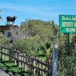 Excursion au Parc Ichkeul à Bizerte : Découvrez un Trésor Naturel Bienvenue dans notre guide complet pour une excursion mémorable au Parc Ichkeul à Bizerte, un véritable trésor naturel de la Tunisie ! Si vous êtes passionné par la nature, la faune et la flore, alors cette destination est faite pour vous. Dans cet article, nous vous emmènerons à la découverte de ce parc national unique, en vous fournissant des informations pratiques pour une expérience enrichissante au cœur de la nature. 1. Présentation du Parc Ichkeul Une réserve de biosphère de l'UNESCO Le Parc National Ichkeul est un site protégé situé à Bizerte, dans le nord-est de la Tunisie. Il a été reconnu en tant que réserve de biosphère par l'UNESCO en raison de son écosystème exceptionnellement riche et fragile. Le parc abrite un lac d'eau douce, des marais, des prairies et des forêts, créant ainsi un habitat idéal pour une variété d'espèces végétales et animales. Un sanctuaire pour les oiseaux migrateurs Ichkeul est surtout connu comme un refuge pour les oiseaux migrateurs. Chaque année, des milliers d'oiseaux migrateurs font halte dans le parc lors de leur voyage entre l'Europe et l'Afrique. Parmi les espèces les plus remarquables, on trouve les flamants roses, les canards siffleurs et les foulques macroules. 2. Activités et circuits dans le parc Observation des oiseaux : Un spectacle inoubliable Pour les passionnés d'ornithologie, le Parc Ichkeul offre des opportunités exceptionnelles d'observation des oiseaux. Apportez vos jumelles et promenez-vous le long des sentiers spécialement aménagés pour découvrir les oiseaux dans leur habitat naturel. Le meilleur moment pour observer les oiseaux migrateurs est pendant les périodes de migration, généralement au printemps et en automne. Randonnée et pique-nique : Une journée en pleine nature Profitez de la beauté paisible du parc en participant à des randonnées à pied ou à vélo. Des sentiers balisés vous conduiront à travers les marais et les forêts, vous permettant d'apprécier pleinement la diversité de la flore et la faune du parc. N'oubliez pas d'apporter un pique-nique pour profiter d'un moment de détente en pleine nature. 3. Conservation et préservation de la nature Protéger l'écosystème fragile d'Ichkeul Le parc joue un rôle essentiel dans la conservation de la biodiversité en Tunisie. Cependant, il est confronté à des défis tels que la pollution, le changement climatique et la dégradation de l'habitat. En visitant le Parc Ichkeul, vous participez indirectement à la protection de cet écosystème fragile en contribuant aux initiatives de conservation. Éducation environnementale Le parc propose des programmes d'éducation environnementale pour sensibiliser les visiteurs à l'importance de préserver la nature. Ces programmes sont particulièrement adaptés aux enfants, les aidant à développer une compréhension et un respect de l'environnement. 4. Informations pratiques Horaires d'ouverture et tarifs Le Parc Ichkeul est ouvert toute l'année, mais les meilleures périodes pour visiter sont le printemps et l'automne. Les frais d'entrée sont abordables, et ils contribuent directement à la conservation du parc. Comment s'y rendre Le parc est accessible en voiture depuis Bizerte, située à environ 30 kilomètres. Vous pouvez également prendre un taxi pour vous y rendre depuis le centre-ville de Bizerte. Le Parc Ichkeul à Bizerte est une destination incontournable pour les amoureux de la nature et de l'aventure. En visitant ce trésor naturel, vous aurez l'occasion de vous émerveiller devant la beauté de la faune et la flore, tout en contribuant à la préservation de cet écosystème unique. Alors, préparez votre sac à dos, enfilez vos chaussures de randonnée et partez à la découverte de ce joyau de la Tunisie !