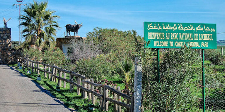 Excursion au Parc Ichkeul à Bizerte : Découvrez un Trésor Naturel Bienvenue dans notre guide complet pour une excursion mémorable au Parc Ichkeul à Bizerte, un véritable trésor naturel de la Tunisie ! Si vous êtes passionné par la nature, la faune et la flore, alors cette destination est faite pour vous. Dans cet article, nous vous emmènerons à la découverte de ce parc national unique, en vous fournissant des informations pratiques pour une expérience enrichissante au cœur de la nature. 1. Présentation du Parc Ichkeul Une réserve de biosphère de l'UNESCO Le Parc National Ichkeul est un site protégé situé à Bizerte, dans le nord-est de la Tunisie. Il a été reconnu en tant que réserve de biosphère par l'UNESCO en raison de son écosystème exceptionnellement riche et fragile. Le parc abrite un lac d'eau douce, des marais, des prairies et des forêts, créant ainsi un habitat idéal pour une variété d'espèces végétales et animales. Un sanctuaire pour les oiseaux migrateurs Ichkeul est surtout connu comme un refuge pour les oiseaux migrateurs. Chaque année, des milliers d'oiseaux migrateurs font halte dans le parc lors de leur voyage entre l'Europe et l'Afrique. Parmi les espèces les plus remarquables, on trouve les flamants roses, les canards siffleurs et les foulques macroules. 2. Activités et circuits dans le parc Observation des oiseaux : Un spectacle inoubliable Pour les passionnés d'ornithologie, le Parc Ichkeul offre des opportunités exceptionnelles d'observation des oiseaux. Apportez vos jumelles et promenez-vous le long des sentiers spécialement aménagés pour découvrir les oiseaux dans leur habitat naturel. Le meilleur moment pour observer les oiseaux migrateurs est pendant les périodes de migration, généralement au printemps et en automne. Randonnée et pique-nique : Une journée en pleine nature Profitez de la beauté paisible du parc en participant à des randonnées à pied ou à vélo. Des sentiers balisés vous conduiront à travers les marais et les forêts, vous permettant d'apprécier pleinement la diversité de la flore et la faune du parc. N'oubliez pas d'apporter un pique-nique pour profiter d'un moment de détente en pleine nature. 3. Conservation et préservation de la nature Protéger l'écosystème fragile d'Ichkeul Le parc joue un rôle essentiel dans la conservation de la biodiversité en Tunisie. Cependant, il est confronté à des défis tels que la pollution, le changement climatique et la dégradation de l'habitat. En visitant le Parc Ichkeul, vous participez indirectement à la protection de cet écosystème fragile en contribuant aux initiatives de conservation. Éducation environnementale Le parc propose des programmes d'éducation environnementale pour sensibiliser les visiteurs à l'importance de préserver la nature. Ces programmes sont particulièrement adaptés aux enfants, les aidant à développer une compréhension et un respect de l'environnement. 4. Informations pratiques Horaires d'ouverture et tarifs Le Parc Ichkeul est ouvert toute l'année, mais les meilleures périodes pour visiter sont le printemps et l'automne. Les frais d'entrée sont abordables, et ils contribuent directement à la conservation du parc. Comment s'y rendre Le parc est accessible en voiture depuis Bizerte, située à environ 30 kilomètres. Vous pouvez également prendre un taxi pour vous y rendre depuis le centre-ville de Bizerte. Le Parc Ichkeul à Bizerte est une destination incontournable pour les amoureux de la nature et de l'aventure. En visitant ce trésor naturel, vous aurez l'occasion de vous émerveiller devant la beauté de la faune et la flore, tout en contribuant à la préservation de cet écosystème unique. Alors, préparez votre sac à dos, enfilez vos chaussures de randonnée et partez à la découverte de ce joyau de la Tunisie !