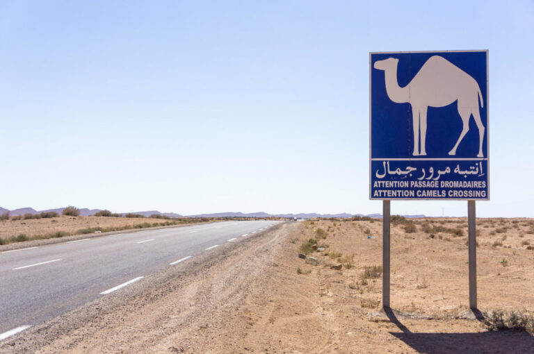 Oasis de montagne Tozeur Tunisie : Découvrez un paradis caché au cœur du désert Bienvenue dans notre article dédié à l'incroyable oasis de montagne à Tozeur, Tunisie ! Si vous êtes à la recherche d'un lieu magique, éloigné de la frénésie urbaine, cet endroit est fait pour vous. Imaginez-vous entouré de palmiers majestueux, de cascades rafraîchissantes et de sources naturelles d'eau douce au milieu du désert envoûtant. Dans cet article, nous allons vous présenter cette merveille naturelle et vous montrer comment profiter pleinement de cette oasis préservée. Une escapade au cœur du désert Découvrez la beauté naturelle de l'oasis de montagne Tozeur Tozeur est une ville située dans le sud-ouest de la Tunisie, renommée pour ses oasis luxuriantes et sa proximité avec le désert du Sahara. L'oasis de montagne est l'un des trésors cachés de la région, un véritable havre de paix au cœur du désert aride. Un trésor naturel préservé Contrairement aux plages touristiques bondées, l'oasis de montagne de Tozeur offre une expérience authentique de la nature préservée. Les palmiers dattiers fournissent une ombre bienvenue sous le soleil éclatant du désert, tandis que les eaux fraîches des sources souterraines créent des ruisseaux apaisants. Ressentez la sérénité de l'endroit Loin du tumulte de la vie moderne, l'oasis de montagne de Tozeur vous offre l'opportunité de vous reconnecter avec la nature. Vous pourrez vous détendre près des eaux paisibles, écouter le doux murmure des cascades et admirer la vue imprenable sur les montagnes environnantes. C'est l'endroit idéal pour méditer, pratiquer le yoga ou simplement vous perdre dans la tranquillité du désert. Que faire à l'oasis de montagne Tozeur Randonnée et exploration Les amateurs de randonnée seront comblés par les sentiers pittoresques qui serpentent à travers l'oasis de montagne. Vous pourrez découvrir une faune et une flore uniques, notamment des espèces végétales adaptées à la vie dans le désert. N'oubliez pas d'apporter votre appareil photo pour immortaliser ces moments magiques. Baignade et détente Profitez des bassins naturels pour vous rafraîchir et vous baigner dans des eaux cristallines. Les piscines naturelles créées par les sources souterraines sont à la fois apaisantes et revitalisantes. Vous ressentirez une énergie nouvelle après une séance de natation dans ce cadre enchanteur. Découverte culturelle L'oasis de montagne de Tozeur est également un lieu empreint d'histoire et de culture. Les habitants locaux, connus sous le nom de "Tozeuriens", vivent en harmonie avec la nature depuis des siècles. Vous aurez l'occasion d'interagir avec eux, d'apprendre leur mode de vie et de découvrir leurs traditions uniques. Comment accéder à l'oasis de montagne Tozeur Par avion La manière la plus pratique de se rendre à Tozeur est de prendre un vol pour l'aéroport international de Tozeur-Nefta. De là, vous pouvez louer une voiture ou prendre un taxi pour rejoindre l'oasis de montagne, qui se trouve à seulement quelques kilomètres de la ville. En voiture Si vous voyagez depuis une ville voisine, vous pouvez facilement accéder à Tozeur en voiture. Les routes sont généralement bien entretenues, ce qui rend la conduite agréable et sûre. N'hésitez pas à vous arrêter en chemin pour admirer les paysages désertiques impressionnants. Conseils pratiques pour votre visite Apportez des vêtements légers et respirants pour vous protéger du soleil chaud du désert. N'oubliez pas d'emporter de l'eau en quantité suffisante pour rester hydraté tout au long de votre visite. Respectez la nature et les habitants locaux en ne laissant aucune trace de votre passage et en adoptant un comportement respon