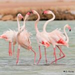 Excursion pour Photographier les Oiseaux en Tunisie : Une Aventure Ornithologique Inoubliable Bienvenue dans notre guide passionnant pour une excursion mémorable de photographie d'oiseaux en Tunisie ! Si vous êtes un amoureux de la nature et de la photographie, alors cette aventure ornithologique est faite pour vous. Dans cet article, nous vous emmènerons à la découverte des meilleurs endroits en Tunisie pour photographier les oiseaux, en vous fournissant des conseils pratiques pour capturer des moments uniques dans leur habitat naturel. 1. Introduction à l'Ornithologie en Tunisie Une Richesse Avifaunique Exceptionnelle La Tunisie est un véritable paradis pour les passionnés d'ornithologie. Avec sa situation géographique privilégiée au carrefour de l'Europe et de l'Afrique, le pays accueille une diversité impressionnante d'oiseaux migrateurs et résidents. Plus de 400 espèces d'oiseaux ont été recensées en Tunisie, faisant de ce territoire un lieu de prédilection pour les observateurs et les photographes d'oiseaux. 2. Les Meilleurs Sites pour Photographier les Oiseaux Le Parc National Ichkeul Niché à Bizerte, le Parc National Ichkeul est un site classé au patrimoine mondial de l'UNESCO. Ce lieu offre un habitat exceptionnel pour de nombreuses espèces d'oiseaux, notamment les flamants roses, les pélicans, les hérons et les aigrettes. Profitez des tours d'observation pour capturer des clichés uniques de ces oiseaux majestueux. L'Île de Djerba Djerba est une destination de rêve pour les photographes d'oiseaux. Les lagunes de l'île accueillent une variété d'oiseaux aquatiques, tels que les sternes, les avocettes et les échasses blanches. Vous pourrez également rencontrer des oiseaux migrateurs rares en fonction de la saison. Le Sahara Tunisien Le désert du Sahara est un endroit surprenant pour la photographie d'oiseaux. Des espèces comme le faucon crécerelle, l'alouette des champs et le rougegorge familier peuvent être observées dans les oasis et les zones de transition entre le désert et les terres cultivées. Le Cap Bon et les Marais Salants La région du Cap Bon abrite des marais salants qui offrent un habitat vital pour de nombreux oiseaux migrateurs. Les flamants roses, les avocettes et les chevaliers gambettes sont fréquemment observés dans ces zones humides. 3. Conseils pour la Photographie d'Oiseaux Soyez Patient et Discret La patience est la clé pour capturer des photos d'oiseaux réussies. Installez-vous dans un endroit calme et attendez patiemment que les oiseaux s'approchent. Faites attention à vos mouvements pour ne pas les effrayer. Utilisez un Téléobjectif de Qualité Pour capturer des détails étonnants, équipez-vous d'un téléobjectif de qualité. Un objectif avec une distance focale de 300 mm à 600 mm sera idéal pour photographier les oiseaux de loin sans les déranger. Soyez Respectueux de l'Habitat Naturel En photographiant les oiseaux, assurez-vous de respecter leur habitat naturel et de ne pas perturber leur comportement. Restez sur les sentiers balisés et évitez de laisser des déchets derrière vous. 4. Saisons et Équipement Recommandés Meilleures Saisons pour la Photographie d'Oiseaux Le printemps et l'automne sont les meilleures saisons pour photographier les oiseaux en Tunisie. Les oiseaux migrateurs sont plus abondants pendant ces périodes, offrant ainsi de nombreuses opportunités de clichés uniques. Équipement Recommandé Outre un téléobjectif, un trépied sera utile pour stabiliser votre appareil photo, surtout lors de la prise de photos avec de longues focales. N'oubliez pas des batteries supplémentaires et des cartes mémoire pour ne pas manquer les moments magiques. La Tunisie est un véritable paradis pour les amoureux de la photographie d'oiseaux. En explorant les sites exceptionnels du pays, vous aurez l'occasion de capturer des moments inoubliables de la vie aviaire. Alors, préparez votre appareil photo, aiguisez votre sens de l'observation et partez à l'aventure pour des souvenirs photographiques mémorables !