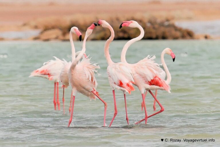 Excursion pour Photographier les Oiseaux en Tunisie : Une Aventure Ornithologique Inoubliable Bienvenue dans notre guide passionnant pour une excursion mémorable de photographie d'oiseaux en Tunisie ! Si vous êtes un amoureux de la nature et de la photographie, alors cette aventure ornithologique est faite pour vous. Dans cet article, nous vous emmènerons à la découverte des meilleurs endroits en Tunisie pour photographier les oiseaux, en vous fournissant des conseils pratiques pour capturer des moments uniques dans leur habitat naturel. 1. Introduction à l'Ornithologie en Tunisie Une Richesse Avifaunique Exceptionnelle La Tunisie est un véritable paradis pour les passionnés d'ornithologie. Avec sa situation géographique privilégiée au carrefour de l'Europe et de l'Afrique, le pays accueille une diversité impressionnante d'oiseaux migrateurs et résidents. Plus de 400 espèces d'oiseaux ont été recensées en Tunisie, faisant de ce territoire un lieu de prédilection pour les observateurs et les photographes d'oiseaux. 2. Les Meilleurs Sites pour Photographier les Oiseaux Le Parc National Ichkeul Niché à Bizerte, le Parc National Ichkeul est un site classé au patrimoine mondial de l'UNESCO. Ce lieu offre un habitat exceptionnel pour de nombreuses espèces d'oiseaux, notamment les flamants roses, les pélicans, les hérons et les aigrettes. Profitez des tours d'observation pour capturer des clichés uniques de ces oiseaux majestueux. L'Île de Djerba Djerba est une destination de rêve pour les photographes d'oiseaux. Les lagunes de l'île accueillent une variété d'oiseaux aquatiques, tels que les sternes, les avocettes et les échasses blanches. Vous pourrez également rencontrer des oiseaux migrateurs rares en fonction de la saison. Le Sahara Tunisien Le désert du Sahara est un endroit surprenant pour la photographie d'oiseaux. Des espèces comme le faucon crécerelle, l'alouette des champs et le rougegorge familier peuvent être observées dans les oasis et les zones de transition entre le désert et les terres cultivées. Le Cap Bon et les Marais Salants La région du Cap Bon abrite des marais salants qui offrent un habitat vital pour de nombreux oiseaux migrateurs. Les flamants roses, les avocettes et les chevaliers gambettes sont fréquemment observés dans ces zones humides. 3. Conseils pour la Photographie d'Oiseaux Soyez Patient et Discret La patience est la clé pour capturer des photos d'oiseaux réussies. Installez-vous dans un endroit calme et attendez patiemment que les oiseaux s'approchent. Faites attention à vos mouvements pour ne pas les effrayer. Utilisez un Téléobjectif de Qualité Pour capturer des détails étonnants, équipez-vous d'un téléobjectif de qualité. Un objectif avec une distance focale de 300 mm à 600 mm sera idéal pour photographier les oiseaux de loin sans les déranger. Soyez Respectueux de l'Habitat Naturel En photographiant les oiseaux, assurez-vous de respecter leur habitat naturel et de ne pas perturber leur comportement. Restez sur les sentiers balisés et évitez de laisser des déchets derrière vous. 4. Saisons et Équipement Recommandés Meilleures Saisons pour la Photographie d'Oiseaux Le printemps et l'automne sont les meilleures saisons pour photographier les oiseaux en Tunisie. Les oiseaux migrateurs sont plus abondants pendant ces périodes, offrant ainsi de nombreuses opportunités de clichés uniques. Équipement Recommandé Outre un téléobjectif, un trépied sera utile pour stabiliser votre appareil photo, surtout lors de la prise de photos avec de longues focales. N'oubliez pas des batteries supplémentaires et des cartes mémoire pour ne pas manquer les moments magiques. La Tunisie est un véritable paradis pour les amoureux de la photographie d'oiseaux. En explorant les sites exceptionnels du pays, vous aurez l'occasion de capturer des moments inoubliables de la vie aviaire. Alors, préparez votre appareil photo, aiguisez votre sens de l'observation et partez à l'aventure pour des souvenirs photographiques mémorables !