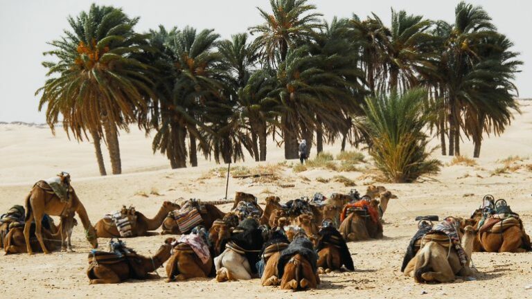 Excursion dans le Sud Tunisien : Explorez les Trésors Cachés du Désert Vous rêvez d'une aventure authentique et dépaysante ? L'excursion dans le Sud Tunisien est faite pour vous ! Partez à la découverte des trésors cachés du désert et laissez-vous envoûter par la beauté sauvage de cette région enchanteresse. Dans cet article, nous vous emmenons dans un voyage unique au cœur du Sud Tunisien, une escapade qui promet d'être riche en émotions et en découvertes. 1. Découvrez les Portes du Désert : Tozeur Notre première étape nous conduit à Tozeur, surnommée "Les Portes du Désert". Cette oasis luxuriante se dresse fièrement au milieu des dunes de sable doré. Laissez-vous séduire par l'architecture traditionnelle de ses maisons en briques d'argile et ses ruelles ombragées par les palmiers. Une promenade à dos de dromadaire vous plongera dans une atmosphère digne des contes des Mille et Une Nuits. 2. Tataouine et ses Habitats Troglodytes Le voyage se poursuit vers Tataouine, une ville au charme mystérieux. Ici, vous aurez l'occasion de visiter des habitats troglodytes traditionnels, creusés dans les collines pour échapper aux températures brûlantes du désert. Ces constructions uniques vous offriront un aperçu fascinant de la vie dans le désert, autrefois et aujourd'hui. 3. Douz, la Porte du Sahara Surnommée "la Porte du Sahara", Douz est une étape incontournable de votre périple. Vous serez ébloui par l'immensité des dunes de sable à perte de vue. Si vous avez le cœur aventurier, lancez-vous dans une excursion en quad ou en 4x4 pour explorer les paysages lunaires du désert. 4. Chenini et les Villages Berbères Au pied du Djebel Chenini, vous trouverez le village traditionnel de Chenini, niché au sommet d'une colline escarpée. La visite de ce village berbère vous plongera dans une ambiance authentique et vous permettra de rencontrer des habitants chaleureux, fiers de partager leur culture et leurs traditions ancestrales. 5. Matmata, entre Réalité et Fiction Matmata est sans aucun doute l'une des destinations les plus intrigantes du Sud Tunisien. Connue pour ses habitations troglodytes, cette région a également servi de décor à plusieurs films, dont Star Wars. Plongez-vous dans un univers futuriste en visitant les sites de tournage et en explorant ces maisons troglodytes uniques en leur genre. 6. Ksar Ghilane, une Oasis aux Allures de Paradis Pour une expérience inoubliable, rendez-vous à Ksar Ghilane, une oasis paradisiaque au milieu du désert. Profitez des eaux thermales naturellement chaudes pour vous détendre et admirez le magnifique coucher de soleil sur les dunes. 7. Nefta, une Perle au Cœur du Désert Enfin, notre voyage se termine à Nefta, une oasis paisible et charmante. Ici, vous pourrez vous promener dans les palmeraies luxuriantes et visiter le vieux quartier, témoignage de l'histoire riche de la région. En conclusion, une excursion dans le Sud Tunisien est une véritable aventure qui vous plongera au cœur du désert et vous fera découvrir des trésors uniques. De Tozeur à Nefta, en passant par Tataouine et Matmata, chaque étape de ce voyage vous réserve des surprises inoubliables. Alors, préparez-vous à vivre une expérience hors du commun et à vous laisser charmer par la magie du désert tunisi