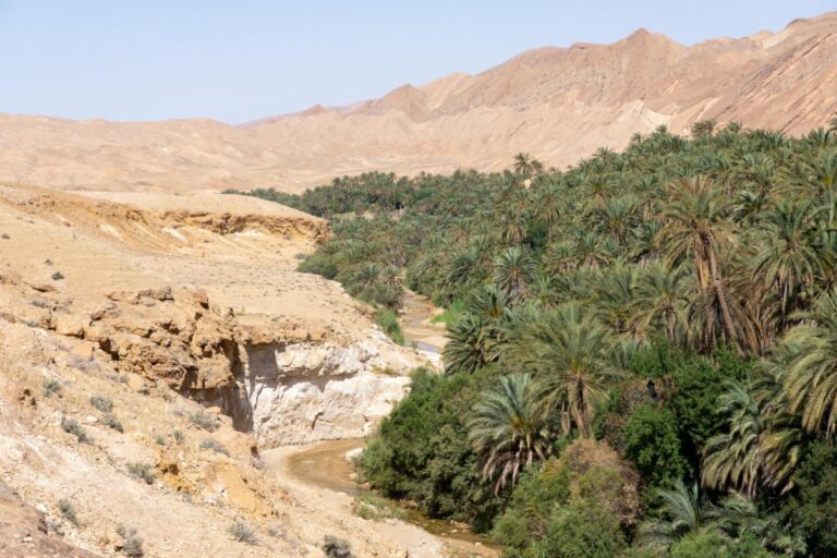 Oasis de montagne Tozeur Tunisie : Un joyau caché au cœur du désert Introduction Bienvenue dans l'incroyable oasis de montagne de Tozeur, en Tunisie ! Nichée au cœur du désert du Sahara, cette oasis pittoresque offre un paysage époustouflant et une expérience unique qui émerveilleront tous les voyageurs en quête d'aventure, de beauté naturelle et de culture authentique. Découvrir la magie de Tozeur Vivre une escapade enchanteresse Tozeur est une destination qui fascine et émerveille dès le premier regard. Imaginez-vous entouré de palmiers majestueux, de dattiers luxuriants et de jardins verdoyants au milieu d'un désert brûlant. Cette oasis de montagne est un havre de paix, un écrin de verdure au milieu des dunes de sable doré. Explorer le vieux quartier de Tozeur Le vieux quartier de Tozeur est un véritable trésor d'histoire et d'architecture traditionnelle. Les ruelles étroites et sinueuses vous transportent dans le temps, et les maisons en briques de terre aux décors complexes témoignent du riche patrimoine culturel de la région. Promenade en calèche et en dromadaire Pour une expérience authentique, optez pour une promenade en calèche traditionnelle tirée par de majestueux chevaux. Vous pouvez également vous aventurer dans le désert sur le dos d'un dromadaire et vous sentir comme un véritable nomade du Sahara. Des merveilles naturelles uniques Découverte des oasis environnantes Outre l'oasis de Tozeur, la région regorge d'autres oasis étonnantes à explorer. Ne manquez pas l'oasis de Chebika, avec ses cascades pittoresques, ou encore l'oasis de Tamerza, avec ses impressionnantes gorges et ses piscines naturelles. Le canyon de Midès Le canyon de Midès est un site naturel époustouflant, creusé par des millions d'années d'érosion. Entouré de falaises spectaculaires, ce canyon offre des vues à couper le souffle et est un endroit idéal pour les randonneurs et les amoureux de la nature. Les Chott El Jerid Les Chott El Jerid sont des lacs salés asséchés qui créent un paysage lunaire tout à fait unique. Le contraste entre le blanc éclatant du sel et le bleu profond du ciel crée une vue saisissante, parfaite pour les voyageurs en quête de photographie de paysages extraordinaires. La richesse de la culture locale Artisanat local Tozeur est réputée pour son artisanat traditionnel, en particulier ses tapis berbères faits à la main et ses poteries délicatement ornées. Vous pouvez visiter des ateliers et des souks pour admirer le talent des artisans locaux et même acheter des souvenirs uniques. Festivals et célébrations Assistez à l'un des festivals colorés de Tozeur pour une immersion totale dans la culture locale. Les festivals sont l'occasion de découvrir les danses traditionnelles, les musiques envoûtantes et les plats délicieux de la région. Conclusion L'oasis de montagne de Tozeur en Tunisie est une destination incontournable pour les voyageurs en quête d'aventure, de beauté naturelle et de culture authentique. Avec ses paysages à couper le souffle, son riche patrimoine culturel et sa chaleur humaine, Tozeur offre une expérience de voyage unique et mémorable. Alors, n'hésitez plus et embarquez pour une escapade inoubliable au cœur du désert du Sahara