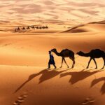 Le Sahara tunisien, également connu sous le nom de Grand Erg Oriental, est la partie du désert du Sahara qui se trouve en Tunisie. Le Sahara s'étend sur une grande partie du sud du pays et couvre environ 40% de la superficie totale de la Tunisie. Voici quelques points importants concernant le Sahara tunisien : Paysage : Le Sahara tunisien est principalement constitué de vastes étendues de dunes de sable, de plaines arides, de plateaux rocheux et de montagnes basses. Les dunes de sable, telles que celles du Grand Erg Oriental, sont particulièrement impressionnantes et attirent de nombreux voyageurs en quête de paysages désertiques. Régions populaires : Certaines régions du Sahara tunisien sont populaires auprès des touristes et des voyageurs aventureux. Par exemple, Tozeur est une ville oasis réputée pour ses palmeraies, ses ksour (villages fortifiés) et ses excursions dans le désert environnant. Excursions dans le désert : De nombreuses agences de voyage proposent des excursions dans le Sahara tunisien, qui peuvent inclure des randonnées à dos de chameau, des promenades en 4x4 dans les dunes, des nuits dans des camps bédouins et des couchers de soleil époustouflants. Climat : Le Sahara tunisien est caractérisé par un climat aride et chaud. Les températures peuvent être extrêmement élevées pendant les mois d'été, tandis que les nuits peuvent être très fraîches. Patrimoine culturel : Le Sahara tunisien abrite également un riche patrimoine culturel, avec des communautés berbères et bédouines qui ont préservé leurs traditions ancestrales. Si vous envisagez de visiter le Sahara tunisien, il est essentiel de se préparer en conséquence, car les conditions du désert peuvent être rigoureuses. Assurez-vous d'être bien équipé en matière de vêtements, de nourriture, d'eau et d'informer quelqu'un de vos plans de voyage avant de vous aventurer dans le désert.