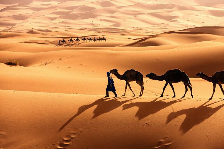 Le Sahara tunisien, également connu sous le nom de Grand Erg Oriental, est la partie du désert du Sahara qui se trouve en Tunisie. Le Sahara s'étend sur une grande partie du sud du pays et couvre environ 40% de la superficie totale de la Tunisie. Voici quelques points importants concernant le Sahara tunisien : Paysage : Le Sahara tunisien est principalement constitué de vastes étendues de dunes de sable, de plaines arides, de plateaux rocheux et de montagnes basses. Les dunes de sable, telles que celles du Grand Erg Oriental, sont particulièrement impressionnantes et attirent de nombreux voyageurs en quête de paysages désertiques. Régions populaires : Certaines régions du Sahara tunisien sont populaires auprès des touristes et des voyageurs aventureux. Par exemple, Tozeur est une ville oasis réputée pour ses palmeraies, ses ksour (villages fortifiés) et ses excursions dans le désert environnant. Excursions dans le désert : De nombreuses agences de voyage proposent des excursions dans le Sahara tunisien, qui peuvent inclure des randonnées à dos de chameau, des promenades en 4x4 dans les dunes, des nuits dans des camps bédouins et des couchers de soleil époustouflants. Climat : Le Sahara tunisien est caractérisé par un climat aride et chaud. Les températures peuvent être extrêmement élevées pendant les mois d'été, tandis que les nuits peuvent être très fraîches. Patrimoine culturel : Le Sahara tunisien abrite également un riche patrimoine culturel, avec des communautés berbères et bédouines qui ont préservé leurs traditions ancestrales. Si vous envisagez de visiter le Sahara tunisien, il est essentiel de se préparer en conséquence, car les conditions du désert peuvent être rigoureuses. Assurez-vous d'être bien équipé en matière de vêtements, de nourriture, d'eau et d'informer quelqu'un de vos plans de voyage avant de vous aventurer dans le désert.