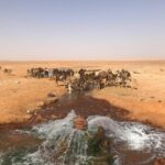 Un troupeau de dromadaires en train de s'abreuver à la source Ksar Ghilane Sahara désert sud Tunisie