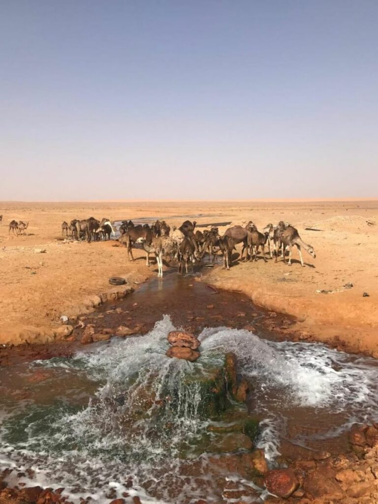 Un troupeau de dromadaires en train de s'abreuver à la source Ksar Ghilane Sahara désert sud Tunisie