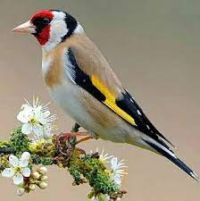 Chasseur de Photos pour les Oiseaux en Tunisie : Découvrez la Beauté de la Faune Aérienne