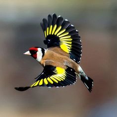 Les Oiseaux en Tunisie : Une Aventure Ornithologique Inoubliable Bienvenue dans le merveilleux monde des oiseaux en Tunisie, où la nature nous offre un spectacle enchanteur d'ailes colorées et de chants mélodieux. Si vous êtes un amoureux de la nature et que vous souhaitez explorer la beauté de la faune aviaire dans un cadre unique, la Tunisie est l'endroit idéal pour réaliser vos rêves de photographie d'oiseaux. Dans cet article, nous vous guiderons à travers les meilleurs sites d'observation, les techniques de photographie et le respect de la nature, pour que vous puissiez devenir un chasseur de photos d'oiseaux accompli. La Diversité Ornithologique de la Tunisie : Un Trésor à Découvrir La Tunisie, ce petit coin de paradis en Afrique du Nord, abrite une biodiversité incroyable d'oiseaux qui attire les passionnés d'ornithologie du monde entier. Des espèces migratrices survolant les côtes méditerranéennes aux oiseaux résidents se nichant dans les oasis du désert, chaque région du pays offre une expérience unique d'observation et de photographie. Les Sites Incontournables pour Observer les Oiseaux Laissez-nous vous dévoiler les joyaux ornithologiques de la Tunisie. La Réserve Naturelle de Ichkeul, classée au patrimoine mondial de l'UNESCO, est un paradis pour les amateurs d'oiseaux d'eau. Préparez-vous à rencontrer des flamants roses, des hérons et des foulques macroules dans ce paysage préservé. Envie d'admirer les rapaces majestueux ? Direction les montagnes du Nord-Ouest et le parc national de l'Ichkeul, où vous pourrez observer des aigles, des faucons et des vautours. Et n'oublions pas la splendide île de Djerba, où les flamants roses et les sternes se donnent en spectacle sur les plages de sable fin. Équipement et Techniques pour Capturer l'Instant Magique Une fois sur le terrain, votre équipement photographique sera votre meilleur allié pour capturer ces instants magiques. Pour immortaliser la grâce d'un faucon en plein vol ou la délicatesse d'une bergeronnette sur une branche, optez pour un appareil photo avec un objectif téléobjectif de haute qualité.