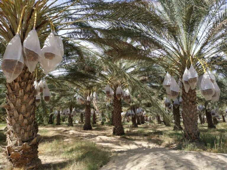 Circuit Deux Nuitées Trois Jours dans le Sud de la Tunisie : Explorez les Richesses Cachées du Désert Bienvenue chez nous, aventuriers en quête de découvertes ! Aujourd'hui, nous vous proposons un circuit unique en son genre pour vous plonger au cœur des merveilles du Sud de la Tunisie. Durant deux nuitées et trois jours, nous vous emmènerons dans un voyage mémorable à travers les étendues désertiques envoûtantes. Préparez-vous à être émerveillés, car nous allons vous montrer les joyaux cachés de cette région éblouissante. Jour 1 : L'Épopée débute Votre aventure débute à l'aéroport de Tunis-Carthage, où notre équipe dévouée vous accueille chaleureusement. Après une brève séance d'orientation, nous mettons le cap vers le Sud. Première étape : la ville de Douz, souvent surnommée la « porte du désert ». Ici, vous découvrirez des paysages époustouflants et vivrez l'authentique hospitalité tunisienne. Jour 2 : L'Exploration des Oasis Le lever du soleil marque le début de notre exploration des oasis cachées du désert. Après un copieux petit-déjeuner, nous partons en direction de Ksar Ghilane, une oasis isolée et enchanteresse. Vous aurez l'occasion de vous détendre dans les eaux thermales et de profiter d'une expérience de bien-être unique. Notre voyage se poursuit vers l'oasis de Tozeur, où la nature généreuse se mêle harmonieusement à l'ingéniosité humaine. Vous serez émerveillés par les palmeraies luxuriantes et les systèmes d'irrigation traditionnels qui témoignent d'un savoir-faire ancestral. Jour 3 : Les Secrets du Sahara Au petit matin, nous partons à la découverte des secrets du Sahara. Le désert du Chott el Jerid, un vaste lac asséché, dévoile ses nuances fascinantes à mesure que le soleil monte dans le ciel. Un spectacle de couleurs vous attend ! Nous poursuivons notre route vers Matmata, où vous serez surpris par les maisons troglodytes creusées dans la roche. Un arrêt au cœur de la célèbre habitation de Luke Skywalker, du film Star Wars, vous transportera dans une autre dimension. Le Retour : Des Souvenirs Inoubliables Après ces trois jours riches en émotions, nous reprenons la route en direction de Tunis. Des étoiles plein les yeux et des souvenirs inoubliables dans nos cœurs, nous sommes convaincus que vous garderez un souvenir impérissable de ce circuit inédit dans le Sud de la Tunisie.