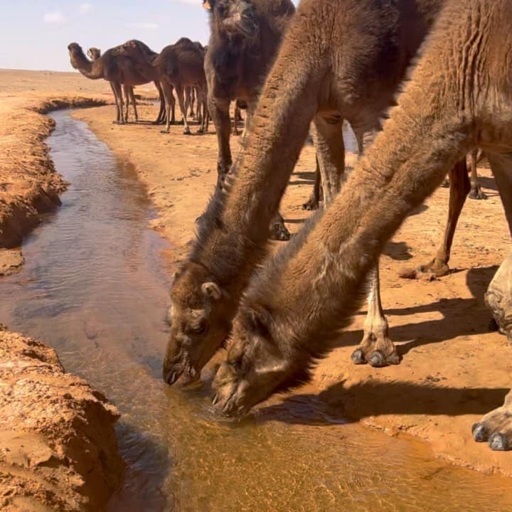 Visite Ksar Ghilane Sahara désert sud Tunisie, prestation à la carte selon vos envies, vos points d'interets, vos humeurs... Un programme à la carte ce qui vous permet de s'arrêter quand vous avez envie et de prendre son temps sur les sites qui vous interessent. Equipe est toujours à vos petits soins possiblilité de rajouter des visites non prevues si le timing le permet. 2 jours inoubliables!!! Si vous passez une nuit a Ksar ghilane ai camp Zmela n'hesitez pas a sortir vos lits dehors. La nuit, le ciel dans le desert est magnifique! Nous avons pu voir des dizaines d'étoiles filantes...MAGIQUE!!! Pour plus des renseignements 