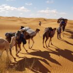 Découvrez les Trésors Inoubliables du Sahara Tunisien en Excursion Vous rêvez d'une aventure hors du commun ? Laissez-nous vous emmener dans un voyage inoubliable à travers les mystérieuses dunes du Sahara tunisien. Notre excursion exceptionnelle vous transporte au cœur d'un paysage époustouflant, où l'histoire, la culture et la nature se rencontrent pour créer une expérience hors du commun. Plongez dans l'Histoire Millénaire du Sahara Lors de notre excursion au Sahara tunisien, plongez dans l'histoire millénaire de cette région fascinante. Découvrez les traces des anciennes caravanes qui parcouraient autrefois ces terres arides, reliant les civilisations et les cultures. Les oasis pittoresques cachent des secrets bien gardés, et nos guides expérimentés vous dévoileront les récits et légendes qui ont façonné cette terre unique. Aventure à Dos de Chameau : Vivez comme un Nomade Une excursion au Sahara ne serait pas complète sans une aventure à dos de chameau. Plongez-vous dans la vie des nomades du désert en chevauchant ces créatures majestueuses à travers les dunes ondulantes. Le rythme tranquille des chameaux vous permet de vous immerger pleinement dans la tranquillité et la grandeur du désert, une expérience à la fois apaisante et exaltante. Nuits Magiques sous les Étoiles Scintillantes Imaginez-vous vous détendre sous un ciel étoilé d'une clarté époustouflante. Nos excursions au Sahara tunisien comprennent des nuits passées dans des camps traditionnels berbères, où vous pourrez vous détendre autour d'un feu de camp chaleureux et déguster des plats locaux délicieux. Laissez-vous émerveiller par le silence du désert, uniquement interrompu par le doux murmure du vent dans les dunes. Rencontrez la Culture Berbère Authentique Au cours de cette excursion, vous aurez l'opportunité de rencontrer les habitants locaux, principalement de la culture berbère. Imprégnez-vous de leurs traditions, de leur hospitalité et de leur mode de vie unique. Découvrez l'artisanat traditionnel, des tapis tissés à la main aux bijoux magnifiquement ornés, et apprenez-en davantage sur les défis et les joies de la vie dans le désert. Réservez Votre Aventure au Sahara Tunisien dès Aujourd'hui Si vous êtes prêt à vivre une expérience qui restera gravée dans votre mémoire pour toujours, réservez votre excursion au Sahara tunisien dès aujourd'hui. Laissez-nous vous guider à travers ce paysage spectaculaire, où l'histoire, la nature et la culture se fondent harmonieusement. Préparez-vous à une aventure qui vous transportera dans un monde de merveilles sans fin. Ne manquez pas cette opportunité exceptionnelle d'explorer le Sahara tunisien de manière authentique et mémorable. Réservez dès maintenant et préparez-vous à une aventure inoubliable !