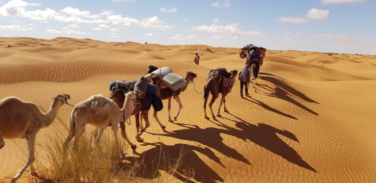 Découvrez les Trésors Inoubliables du Sahara Tunisien en Excursion Vous rêvez d'une aventure hors du commun ? Laissez-nous vous emmener dans un voyage inoubliable à travers les mystérieuses dunes du Sahara tunisien. Notre excursion exceptionnelle vous transporte au cœur d'un paysage époustouflant, où l'histoire, la culture et la nature se rencontrent pour créer une expérience hors du commun. Plongez dans l'Histoire Millénaire du Sahara Lors de notre excursion au Sahara tunisien, plongez dans l'histoire millénaire de cette région fascinante. Découvrez les traces des anciennes caravanes qui parcouraient autrefois ces terres arides, reliant les civilisations et les cultures. Les oasis pittoresques cachent des secrets bien gardés, et nos guides expérimentés vous dévoileront les récits et légendes qui ont façonné cette terre unique. Aventure à Dos de Chameau : Vivez comme un Nomade Une excursion au Sahara ne serait pas complète sans une aventure à dos de chameau. Plongez-vous dans la vie des nomades du désert en chevauchant ces créatures majestueuses à travers les dunes ondulantes. Le rythme tranquille des chameaux vous permet de vous immerger pleinement dans la tranquillité et la grandeur du désert, une expérience à la fois apaisante et exaltante. Nuits Magiques sous les Étoiles Scintillantes Imaginez-vous vous détendre sous un ciel étoilé d'une clarté époustouflante. Nos excursions au Sahara tunisien comprennent des nuits passées dans des camps traditionnels berbères, où vous pourrez vous détendre autour d'un feu de camp chaleureux et déguster des plats locaux délicieux. Laissez-vous émerveiller par le silence du désert, uniquement interrompu par le doux murmure du vent dans les dunes. Rencontrez la Culture Berbère Authentique Au cours de cette excursion, vous aurez l'opportunité de rencontrer les habitants locaux, principalement de la culture berbère. Imprégnez-vous de leurs traditions, de leur hospitalité et de leur mode de vie unique. Découvrez l'artisanat traditionnel, des tapis tissés à la main aux bijoux magnifiquement ornés, et apprenez-en davantage sur les défis et les joies de la vie dans le désert. Réservez Votre Aventure au Sahara Tunisien dès Aujourd'hui Si vous êtes prêt à vivre une expérience qui restera gravée dans votre mémoire pour toujours, réservez votre excursion au Sahara tunisien dès aujourd'hui. Laissez-nous vous guider à travers ce paysage spectaculaire, où l'histoire, la nature et la culture se fondent harmonieusement. Préparez-vous à une aventure qui vous transportera dans un monde de merveilles sans fin. Ne manquez pas cette opportunité exceptionnelle d'explorer le Sahara tunisien de manière authentique et mémorable. Réservez dès maintenant et préparez-vous à une aventure inoubliable !