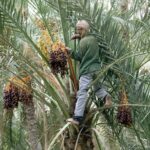 Découvrez l'Authenticité des Vacances d'Hiver au Sahara en Tunisie Les vacances d'hiver sont toujours spéciales, mais avez-vous déjà pensé à les passer au cœur du Sahara en Tunisie ? Laissez-nous vous guider à travers une aventure unique qui vous emmènera dans les profondeurs envoûtantes du désert, où l'authenticité rencontre l'aventure. Les vacances d'hiver au Sahara en Tunisie sont bien plus qu'une simple évasion, elles sont une expérience qui reste gravée dans votre mémoire pour toujours. Un Émerveillement au Cœur du Désert Imaginez-vous debout au sommet d'une dune de sable, le soleil se levant à l'horizon, baignant le désert d'une lumière dorée. C'est le Sahara en hiver, une époque où les températures sont agréablement douces et les paysages encore plus captivants. Les dunes s'étendent à perte de vue, créant un panorama époustouflant. Les nuances changeantes du sable, du doré le matin à l'ambre au coucher du soleil, sont un spectacle à couper le souffle. L'Immersion dans la Culture Saharienne Les vacances d'hiver au Sahara ne sont pas seulement une expérience visuelle, mais aussi une immersion profonde dans la culture saharienne. Vous aurez la chance de rencontrer les habitants de la région, d'apprendre sur leurs traditions et leur mode de vie séculaire. Les marchés locaux animés sont parfaits pour découvrir l'artisanat traditionnel, des tapis tissés à la main aux bijoux en argent finement travaillé. Vous pouvez même participer à des ateliers pour apprendre à tisser vous-même, créant ainsi des souvenirs uniques à ramener chez vous. Aventure et Adrénaline dans le Désert Si vous êtes un amateur d'aventure, le Sahara en hiver est votre terrain de jeu idéal. Les dunes ne sont pas seulement belles à regarder, mais aussi passionnantes à conquérir. Essayez le sandboarding, une expérience sensationnelle où vous glissez sur les dunes comme si vous surfiez sur la mer. Les excursions en 4x4 à travers le désert vous emmèneront dans des endroits reculés et vous permettront de découvrir des oasis cachées et des formations rocheuses étonnantes. Des Nuits Magiques sous les Étoiles L'un des moments les plus mémorables des vacances d'hiver au Sahara est la nuit. Loin des lumières de la ville, le désert devient une toile de fond parfaite pour observer les étoiles. Allongez-vous sur le sable, regardez vers le ciel et vous serez émerveillé par la clarté des étoiles scintillantes. Si vous avez la chance de visiter pendant une pluie de météores, vous assisterez à un spectacle céleste dont vous vous souviendrez toute votre vie. Planifiez Votre Aventure Hivernale au Sahara Prêt à plonger dans l'authenticité et l'aventure des vacances d'hiver au Sahara en Tunisie ? Commencez à planifier dès maintenant. Assurez-vous de réserver vos hébergements à l'avance, que ce soit dans un campement dans le désert pour une expérience ultime ou dans un hôtel confortable à proximité. Préparez-vous également à vous habiller en conséquence, car les nuits peuvent être fraîches malgré les journées ensoleillées. Conclusion Les vacances d'hiver au Sahara en Tunisie sont une occasion unique de combiner l'authenticité culturelle avec l'excitation de l'aventure dans l'un des déserts les plus emblématiques du monde. Des paysages ensorcelants aux rencontres chaleureuses avec les habitants, chaque instant de cette expérience est précieux. Alors, si vous cherchez à vivre des vacances d'hiver inoubliables, laissez le Sahara vous envoûter.