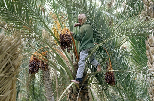 Découvrez l'Authenticité des Vacances d'Hiver au Sahara en Tunisie Les vacances d'hiver sont toujours spéciales, mais avez-vous déjà pensé à les passer au cœur du Sahara en Tunisie ? Laissez-nous vous guider à travers une aventure unique qui vous emmènera dans les profondeurs envoûtantes du désert, où l'authenticité rencontre l'aventure. Les vacances d'hiver au Sahara en Tunisie sont bien plus qu'une simple évasion, elles sont une expérience qui reste gravée dans votre mémoire pour toujours. Un Émerveillement au Cœur du Désert Imaginez-vous debout au sommet d'une dune de sable, le soleil se levant à l'horizon, baignant le désert d'une lumière dorée. C'est le Sahara en hiver, une époque où les températures sont agréablement douces et les paysages encore plus captivants. Les dunes s'étendent à perte de vue, créant un panorama époustouflant. Les nuances changeantes du sable, du doré le matin à l'ambre au coucher du soleil, sont un spectacle à couper le souffle. L'Immersion dans la Culture Saharienne Les vacances d'hiver au Sahara ne sont pas seulement une expérience visuelle, mais aussi une immersion profonde dans la culture saharienne. Vous aurez la chance de rencontrer les habitants de la région, d'apprendre sur leurs traditions et leur mode de vie séculaire. Les marchés locaux animés sont parfaits pour découvrir l'artisanat traditionnel, des tapis tissés à la main aux bijoux en argent finement travaillé. Vous pouvez même participer à des ateliers pour apprendre à tisser vous-même, créant ainsi des souvenirs uniques à ramener chez vous. Aventure et Adrénaline dans le Désert Si vous êtes un amateur d'aventure, le Sahara en hiver est votre terrain de jeu idéal. Les dunes ne sont pas seulement belles à regarder, mais aussi passionnantes à conquérir. Essayez le sandboarding, une expérience sensationnelle où vous glissez sur les dunes comme si vous surfiez sur la mer. Les excursions en 4x4 à travers le désert vous emmèneront dans des endroits reculés et vous permettront de découvrir des oasis cachées et des formations rocheuses étonnantes. Des Nuits Magiques sous les Étoiles L'un des moments les plus mémorables des vacances d'hiver au Sahara est la nuit. Loin des lumières de la ville, le désert devient une toile de fond parfaite pour observer les étoiles. Allongez-vous sur le sable, regardez vers le ciel et vous serez émerveillé par la clarté des étoiles scintillantes. Si vous avez la chance de visiter pendant une pluie de météores, vous assisterez à un spectacle céleste dont vous vous souviendrez toute votre vie. Planifiez Votre Aventure Hivernale au Sahara Prêt à plonger dans l'authenticité et l'aventure des vacances d'hiver au Sahara en Tunisie ? Commencez à planifier dès maintenant. Assurez-vous de réserver vos hébergements à l'avance, que ce soit dans un campement dans le désert pour une expérience ultime ou dans un hôtel confortable à proximité. Préparez-vous également à vous habiller en conséquence, car les nuits peuvent être fraîches malgré les journées ensoleillées. Conclusion Les vacances d'hiver au Sahara en Tunisie sont une occasion unique de combiner l'authenticité culturelle avec l'excitation de l'aventure dans l'un des déserts les plus emblématiques du monde. Des paysages ensorcelants aux rencontres chaleureuses avec les habitants, chaque instant de cette expérience est précieux. Alors, si vous cherchez à vivre des vacances d'hiver inoubliables, laissez le Sahara vous envoûter.