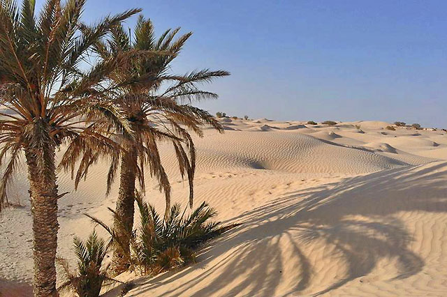 Vous rêvez de l'aventure ultime dans le désert du Sahara tunisien ? Vous êtes au bon endroit ! Chez SudTunisie.com, nous vous offrons des excursions et des circuits exceptionnels pour découvrir la beauté envoûtante du sud de la Tunisie. Plongez dans l'authenticité du désert, explorez des oasis cachées, et vivez des expériences inoubliables avec notre équipe passionnée. Découvrez le Vrai Désert Nous comprenons votre soif d'exploration, c'est pourquoi nos circuits désertiques sont conçus pour vous emmener au cœur du Sahara tunisien. Loin des sentiers battus, vous découvrirez des paysages à couper le souffle, des dunes dorées s'étendant à perte de vue, et des ciels étoilés qui illuminent la nuit. Notre équipe locale, experte du désert, vous guidera à travers des endroits emblématiques tout en partageant des histoires fascinantes sur la culture et l'histoire de la région. Expériences Uniques Chez SudTunisie.com, nous croyons en la création de souvenirs uniques. C'est pourquoi nous proposons une gamme d'expériences exceptionnelles. Que vous souhaitiez faire une balade à dos de chameau au lever du soleil, passer une nuit sous les étoiles dans un camp bédouin traditionnel, ou explorer des villages berbères authentiques, nous avons tout prévu. Chaque expérience est soigneusement planifiée pour vous offrir un aperçu authentique de la vie dans le désert. Guides Locaux Passionnés Nos guides locaux sont le cœur de nos voyages. Passionnés par leur terre, ils sont là pour rendre votre aventure mémorable. Leur connaissance approfondie de la région, combinée à leur hospitalité chaleureuse, garantit une expérience immersive. Ils vous conduiront vers des trésors cachés, vous initieront aux coutumes locales et vous aideront à capturer des moments inoubliables avec leurs conseils photographiques avisés. Réservez Votre Aventure Dès Aujourd'hui Prêt à vivre une aventure exceptionnelle dans le désert du Sahara tunisien ? Réservez votre excursion ou circuit avec SudTunisie.com dès aujourd'hui et préparez-vous à une expérience inégalée. Nous sommes là pour vous guider à travers des paysages époustouflants, des rencontres enrichissantes et des moments magiques. Laissez-vous séduire par la magie du désert et créez des souvenirs qui dureront toute une vie. Contactez-Nous Pour plus d'informations et pour réserver votre aventure désertique, visitez notre site web www.sudtunisie.com ou contactez-nous au (+216) 96 75 27 77 numéro WhatsApp direct . Laissez-nous être votre passeport vers le Sahara tunisien. L'aventure vous attend !