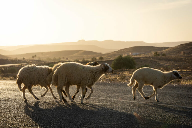  Une destination qui fait rêver. Des plages de sable fin aux dunes du désert, en passant par les oasis verdoyantes, cette région offre une expérience unique pour les voyageurs en quête d'aventure et de découverte. Dans cet article, nous explorerons les merveilles du Sud Tunisien, ses attractions incontournables, sa culture fascinante, et pourquoi vous devriez envisager cette destination pour votre prochain voyage. Découvrir Les Perles du Sud Le Sud Tunisien regorge de joyaux naturels. L'île de Djerba, située au sud-est de la Tunisie, est un endroit idyllique pour les amoureux de la plage. Les eaux cristallines de la Méditerranée, les marchés colorés, et la richesse de la culture locale en font une destination inoubliable. En poursuivant vers le sud, on découvre la ville de Tataouine, célèbre pour ses maisons troglodytes qui se fondent parfaitement dans le paysage désertique. Ces habitations traditionnelles offrent un aperçu de la vie ancestrale dans le désert.  Les Merveilles de Matmata La région de Matmata, dans le gouvernorat de Gabès, est une étape incontournable. Connue pour ses paysages lunaires, Matmata est célèbre pour ses maisons troglodytes, notamment la maison de Meryem. Ces habitations creusées dans le sol offrent un contraste frappant avec le paysage environnant. Les amateurs de cinéma reconnaîtront peut-être ces maisons troglodytes de Matmata comme le décor de plusieurs films, dont "Star Wars." Les visiter, c'est un peu comme marcher sur les traces de l'histoire du cinéma.  Les Oasis Magiques Dans le Sud Tunisien, les oasis sont des oasis en plein désert. L'oasis de Tozeur, avec ses palmiers majestueux et ses jardins luxuriants, est une véritable oasis de paix. Elle offre un contraste impressionnant avec les étendues arides du désert tunisien. Le voyageur avisé ne manquera pas de faire une promenade en calèche à Tozeur pour s'imprégner de la beauté de l'endroit. L'oasis de Chebika, quant à elle, est une destination pittoresque, parfaite pour une randonnée à travers les gorges et les cascades.  La Richesse Culturelle du Sud Tunisien Le Sud Tunisien est un melting-pot de cultures. Vous trouverez des influences berbères, arabes, et méditerranéennes dans l'architecture, la cuisine, et les coutumes locales. La médina de Tunis, classée au patrimoine mondial de l'UNESCO, est un exemple parfait de l'architecture arabe-andalouse. La musique est également un élément central de la culture tunisienne. Le Sud Tunisien est réputé pour ses festivals de musique, mettant en avant des genres musicaux traditionnels et modernes. C'est une occasion unique de plonger dans la vie musicale de la région.  Préparer Votre Voyage Si vous envisagez de visiter le Sud Tunisien, assurez vous de prévoir suffisamment de temps pour explorer cette région riche en diversité. Pour une expérience inoubliable, optez pour un séjour authentique dans une maison troglodyte. De plus, n'oubliez pas de déguster la délicieuse cuisine tunisienne, mélange de saveurs épicées et de douceurs sucrées. En résumé, le Sud Tunisien est une destination de rêve pour les voyageurs en quête d'aventure, de culture, et de beauté naturelle. Ses plages, ses déserts, ses oasis, et sa richesse culturelle en font un lieu magique à découvrir. N'attendez plus, planifiez votre voyage au Sud Tunisien dès aujourd'hui avec www.sudtunisie.com 