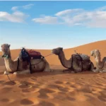 Explorez les Richesses Culturelles de Tataouine Le Sud Tunisien regorge de trésors cachés et offre une expérience authentique à petit prix pour les aventuriers en quête de découvertes uniques. Tataouine, connue pour ses paysages désertiques et ses habitations troglodytiques, émerveille par son histoire et sa culture fascinante. Plongez dans l'Histoire de Ksar Ouled Soltane Ksar Ouled Soltane, un ensemble de greniers fortifiés datant du 15ème siècle, représente un patrimoine architectural incontournable. Ses tours imposantes et ses galeries souterraines témoignent d'un savoir-faire ancestral. Vous serez subjugué par l'ingéniosité de ces constructions qui ont su défier le temps. Une Oasis de Sérénité à Chenini Chenini, oasis de quiétude au cœur du désert, vous accueille avec ses maisons troglodytiques. L'architecture authentique de ces habitations creusées dans la roche offre une plongée immersive dans le mode de vie traditionnel berbère. Laissez-vous envoûter par l'atmosphère paisible et la beauté saisissante de ce site historique. Les Saveurs Gourmandes de Douiret Délectez-vous de la Cuisine Traditionnelle Douiret, village berbère perché sur une colline, séduit par ses ruelles étroites et ses maisons en pierre. Explorez ses marchés animés où les arômes envoûtants d'épices vous guideront vers des mets traditionnels délicieusement préparés. Dégustez le couscous, les tajines et autres délices culinaires pour une immersion totale dans la culture locale. Aventure et Détente à Matmata Matmata, connue pour ses habitations troglodytiques, est un lieu unique où aventure et détente se rencontrent. Explorez les célèbres maisons creusées dans le sol et ressentez l'authenticité de la vie dans ces habitats uniques. Profitez également des excursions dans les dunes de sable pour une aventure palpitante. Conseils Pratiques pour une Balade Économique Pour une balade économique dans le Sud Tunisien, prévoyez de voyager hors saison pour bénéficier de tarifs avantageux. Optez pour des hébergements locaux authentiques tels que des maisons d'hôtes pour une expérience immersive à moindre coût. De plus, privilégiez les transports en commun ou la location de véhicules abordables pour explorer ces trésors du Sud Tunisien. En résumé, le Sud Tunisien vous réserve une expérience unique et abordable, riche en découvertes culturelles et en aventures inoubliables. Laissez-vous séduire par l'authenticité et le charme envoûtant de Tataouine, Chenini, Douiret et Matmata lors d'une escapade mémorable.