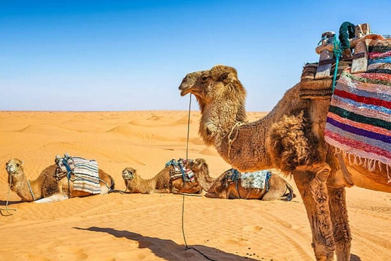 Si vous rêvez d'une aventure exceptionnelle à travers les vastes étendues désertiques du Sahara en Tunisie, ne cherchez pas plus loin. Notre circuit désert Sahara Tunisie est l'expérience de toute une vie que vous ne voudrez pas manquer. Dans cet article, nous vous dévoilerons les détails de cette excursion époustouflante, vous guidant à travers chaque étape pour que vous puissiez profiter pleinement de vos vacances en Tunisie, sans vous ruiner. À la Découverte du Sahara Tunisien Exploration des Dunes de Sable Doré Lorsque vous choisissez notre circuit désert Sahara Tunisie, vous avez l'occasion unique de découvrir les merveilles du Sahara tunisien. Vous vous retrouverez au cœur des vastes dunes de sable doré qui s'étendent à perte de vue. Les amateurs de photographie adoreront capturer la beauté pittoresque du désert, et pour ceux qui recherchent une expérience sensorielle inoubliable, la sensation du sable fin sous vos pieds est tout simplement magique. Rencontres avec les Nomades Locaux L'un des aspects les plus enrichissants de cette aventure est la rencontre avec les nomades locaux. Vous aurez l'occasion de découvrir leur mode de vie traditionnel et d'apprendre comment ils ont survécu dans cet environnement hostile depuis des générations. L'hospitalité des habitants du désert est légendaire, et vous serez chaleureusement accueilli dans leur campement pour déguster un délicieux thé à la menthe et échanger des histoires. L'Excursion de vos Rêves sans Casser la Tirelire Circuit pas cher en Tunisie Vous pouvez penser que l'exploration du Sahara tunisien coûterait une fortune, mais rassurez-vous, notre circuit désert Sahara Tunisie est une option abordable qui ne sacrifie en rien la qualité de l'expérience. Nous comprenons que tout le monde ne dispose pas d'un budget illimité pour les vacances, c'est pourquoi nous nous engageons à vous offrir une expérience exceptionnelle à un prix raisonnable. Vacances en Tunisie Inoubliables Outre l'exploration du désert, notre circuit comprend également la visite de sites historiques fascinants en Tunisie. Vous pourrez découvrir les vestiges romains de Carthage, vous promener dans les ruelles pittoresques de la médina de Tunis, et profiter de la cuisine locale délicieuse. Nous voulons que vos vacances en Tunisie soient mémorables à tous égards. Une Aventure Sécurisée et Confortable Équipement et Guides Expérimentés Votre sécurité est notre priorité absolue. Lorsque vous vous inscrivez à notre circuit désert Sahara Tunisie, vous bénéficiez de l'accompagnement de guides expérimentés qui connaissent le désert comme le fond de leur poche. Nous fournissons également tout l'équipement nécessaire pour que vous puissiez voyager en toute confiance. Hébergement Confortable Après une journée bien remplie à explorer le Sahara, vous pourrez vous détendre dans un hébergement confortable sous les étoiles. Notre équipe veillera à ce que vous ayez tout ce dont vous avez besoin pour passer des nuits paisibles, vous laissant vous réveiller chaque matin avec une vue imprenable sur le désert. Réservez Votre Aventure Dès Aujourd'hui Pour résumer, notre circuit désert Sahara Tunisie vous offre une expérience inoubliable à un prix abordable. Vous explorerez les dunes de sable, rencontrerez des nomades locaux, découvrirez la riche histoire de la Tunisie, et tout cela dans un environnement sécurisé et confortable. Alors, ne laissez pas cette opportunité unique vous échapper. Réservez dès aujourd'hui et préparez-vous à vivre une aventure mémorable au cœur du Sahara tunisien.