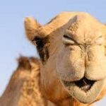 Découvrez une Aventure Inoubliable Le Sud Tunisien révèle ses secrets les plus profonds et vous invite à une aventure sans pareille. SudTunisie.com vous ouvre les portes de cet univers éblouissant, où l'authenticité et la splendeur se rencontrent. Plongez dans la Magie du Sud Tunisien SudTunisie.com est votre partenaire pour une expérience inédite au cœur du Sud Tunisien. Des paysages à couper le souffle aux rencontres humaines inoubliables, explorez une région riche en culture et en beauté naturelle. Une Pléthore d'Expériences Uniques Le site SudTunisie.com vous offre une panoplie d'activités et d'excursions pour plonger au cœur du Sud Tunisien. Randonnées dans le désert, découvertes des oasis cachées, rencontres avec les populations locales, tout est pensé pour une immersion complète dans cette région aux mille facettes. Authenticité et Convivialité Chez SudTunisie.com, nous mettons un point d'honneur à vous offrir une expérience authentique et chaleureuse. Imprégnez-vous de la culture berbère, goûtez aux mets traditionnels et partagez des moments de vie uniques avec les habitants, pour une immersion totale et enrichissante. Réservez Votre Aventure dès Aujourd'hui SudTunisie.com vous ouvre les portes d'un monde authentique et captivant. Réservez dès maintenant votre séjour et plongez dans l'essence même du Sud Tunisien, où chaque moment est une découverte, chaque rencontre une histoire à partager. Contactez-nous pour réserver votre aventure mémorable avec SudTunisie.com !